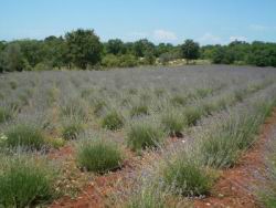 05_lavanda.JPG